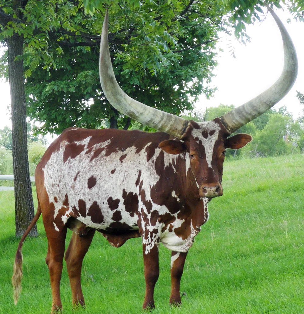 African_AnKole_cow