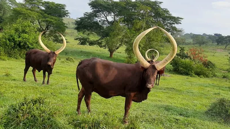 ANKOLE: THE VALLEY THAT CRIED IN ITS SLEEP