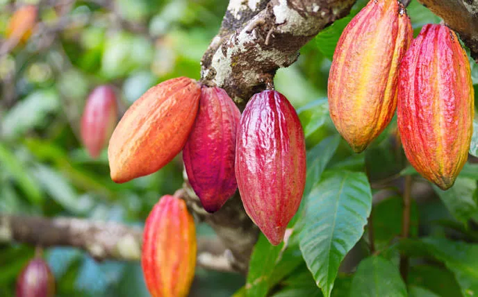 cocoa-pods-on-tree-bundibugyo