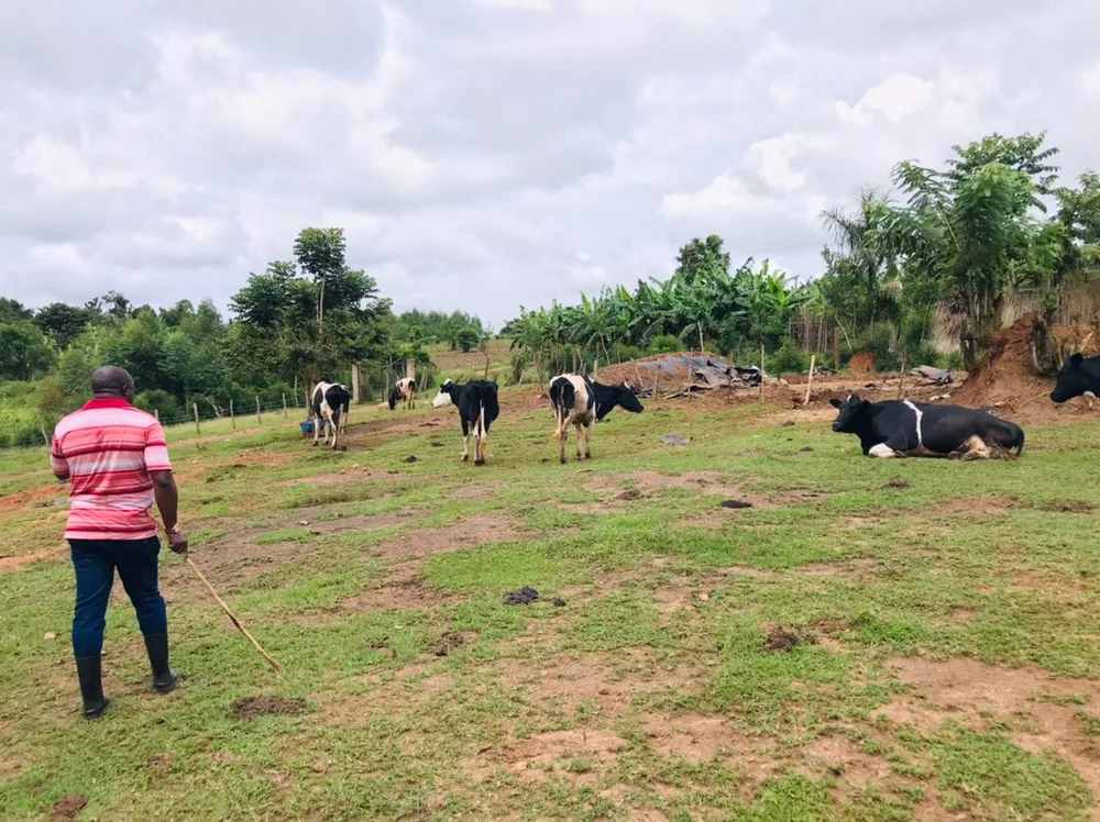 joseph-mbazzi-muguluma-and-his-cattle