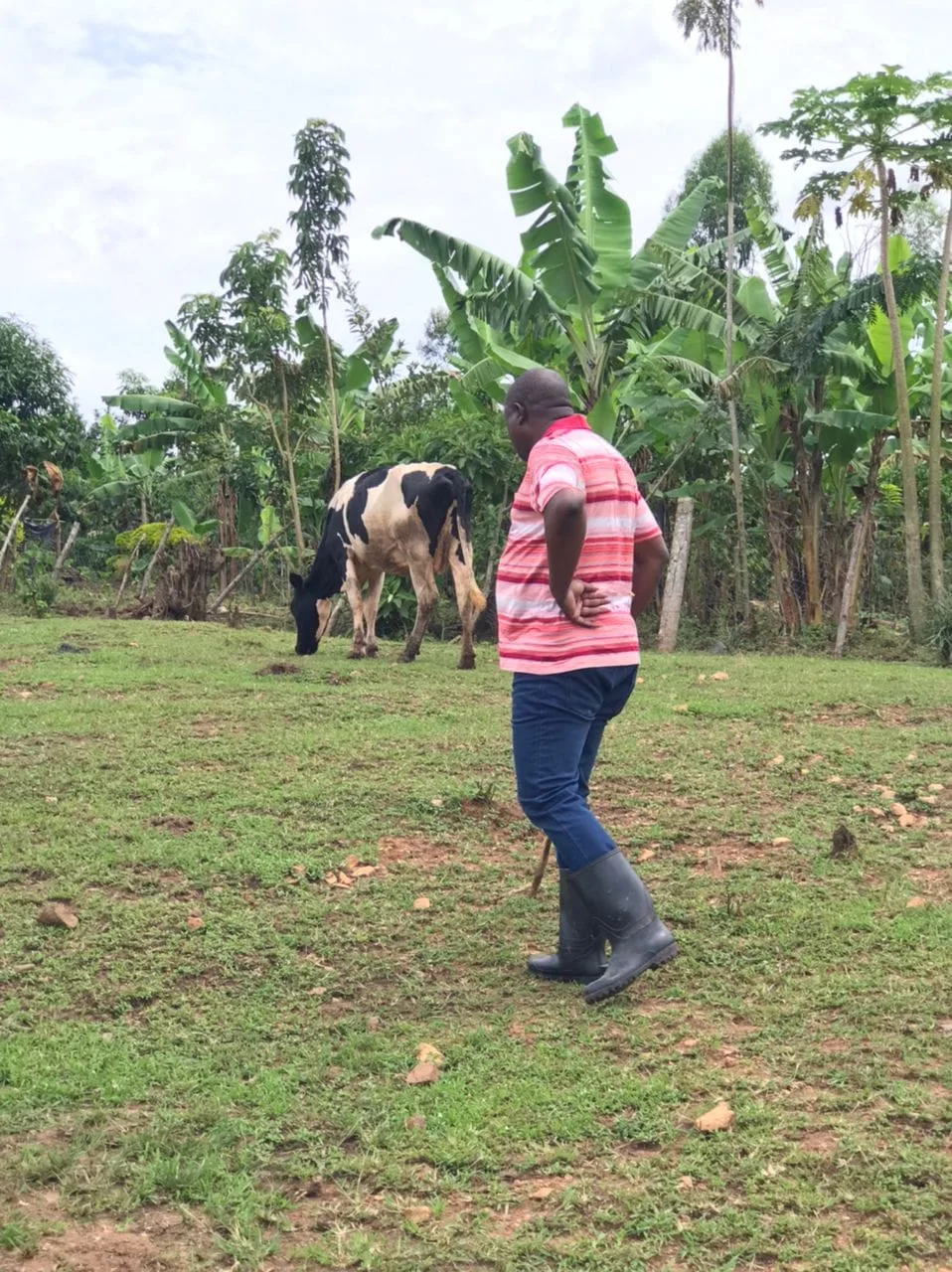 joseph-mbazzi-muguluma-grazing-fresian-cow