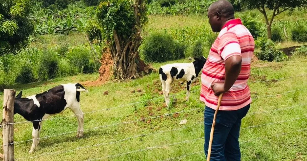 joseph-mbazzi-muguluma-tending-to-his-calfs.jpeg