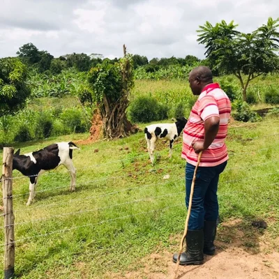 joseph-mbazzi-muguluma-tending-to-his-calfs.jpeg