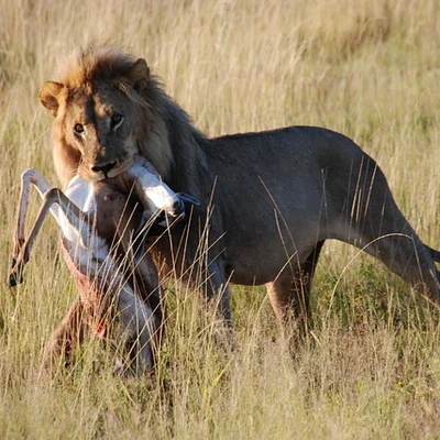 lion-carrying-prey