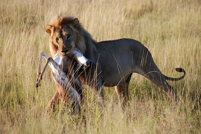 lion-carrying-prey