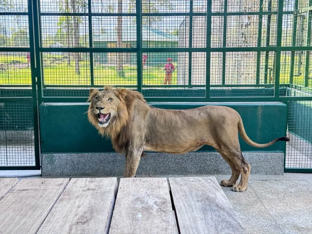 Lion at Mbale Uganda Wildlife Education Center