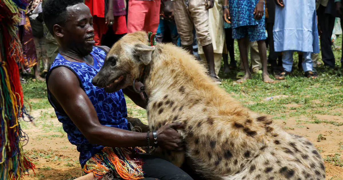 man-playing-with-hyena