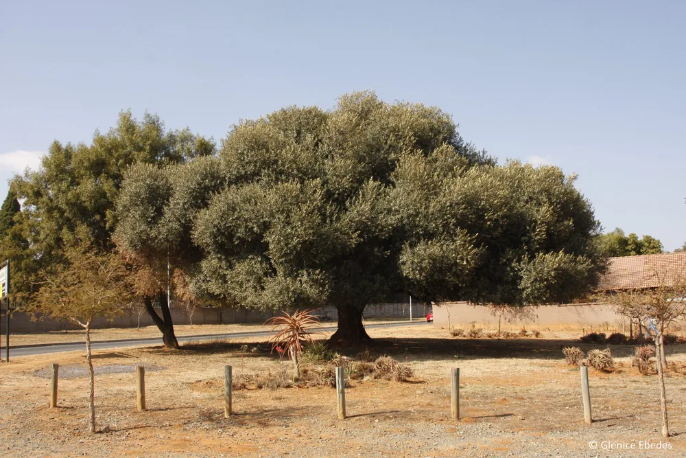 the-mighty-african-olive-tree