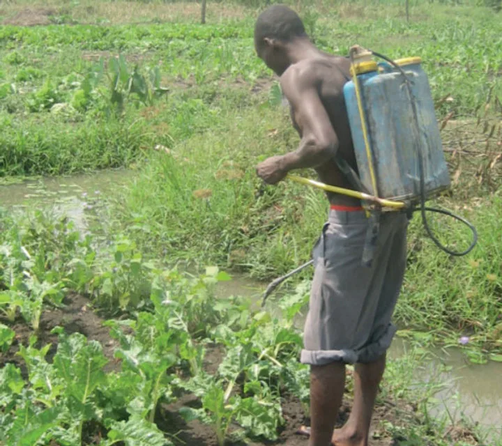 poison-by-proxy-ugandan-farmer-applies-pesticides-on-his-garden