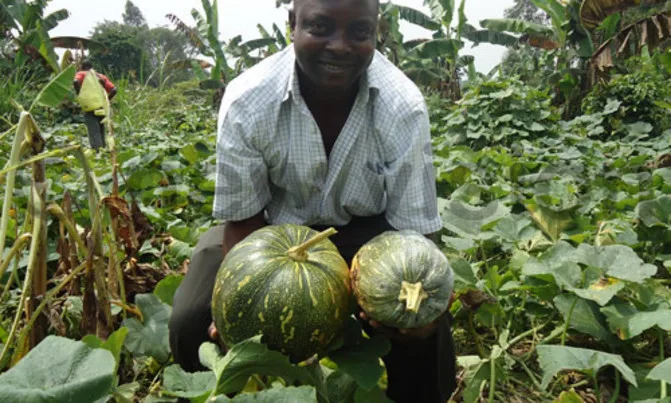 man-harvesting-big-green-pumpkins