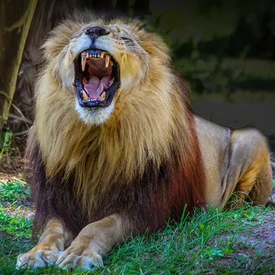 img of WHEN THE YOUNG LION OF NDEREBE SLEPT AND CHIEF ORACLE MISAGGA WATCHED
