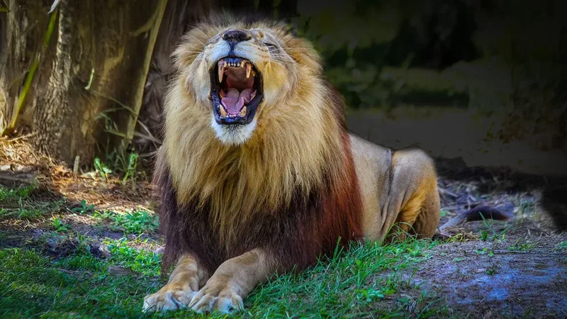 WHEN THE YOUNG LION OF NDEREBE SLEPT AND CHIEF ORACLE MISAGGA WATCHED