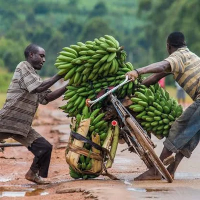 two-men-struggle-with-bicycle-loaded-with-matooke