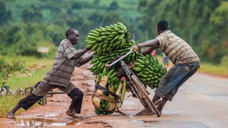 two-men-struggle-with-bicycle-loaded-with-matooke